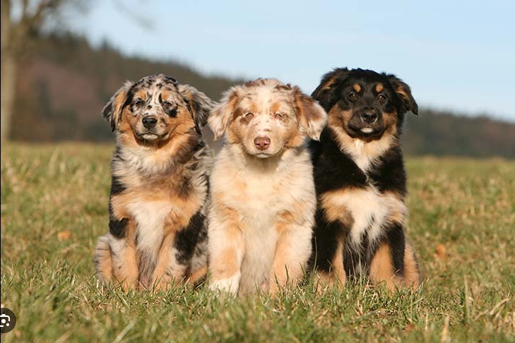 Dog Poop Pickup in Unadilla Michigan